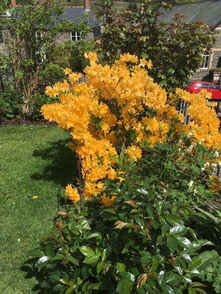 Llanrhaeadr Ym Mochnant Gardens